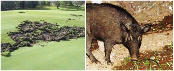 Golf - what a boar